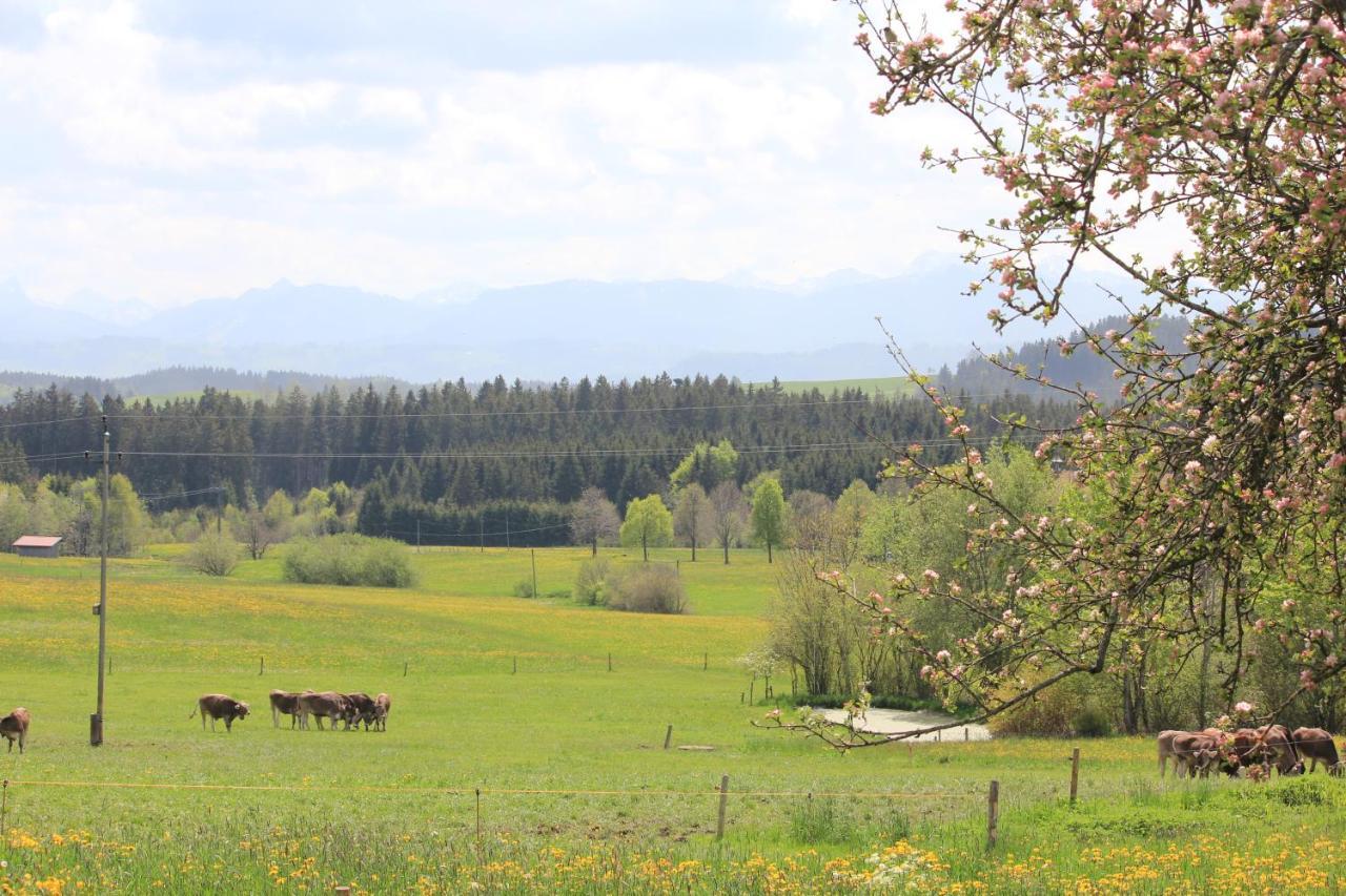 Buchenberg Kuh Heimat - Bergblick - Terrasseアパートメント エクステリア 写真